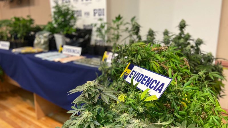 PDI detiene a un sujeto por infracción a la Ley 20.000 e incauta más de 4 millones de pesos en cannabis sativa