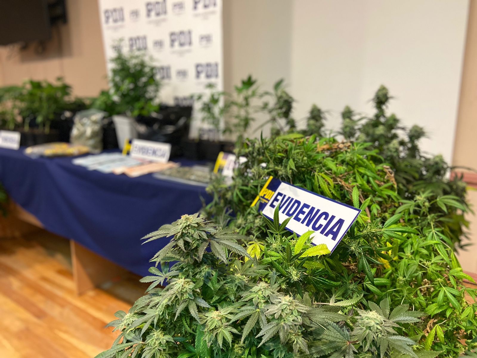 PDI detiene a un sujeto por infracción a la Ley 20.000 e incauta más de 4 millones de pesos en cannabis sativa