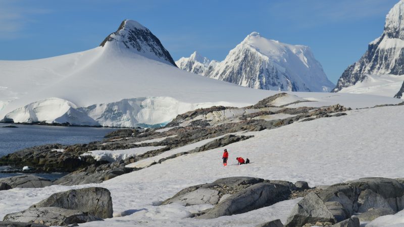 Realizan análisis sin precedentes de algas de nieve antárticas