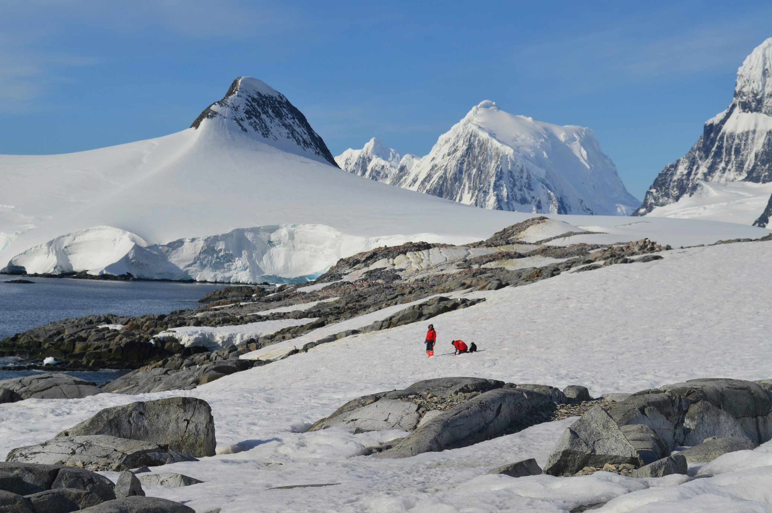 Realizan análisis sin precedentes de algas de nieve antárticas