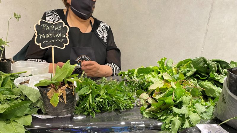 Mercado Campesino de INDAP presenta las primeras hortalizas frescas de la temporada en Zona Franca