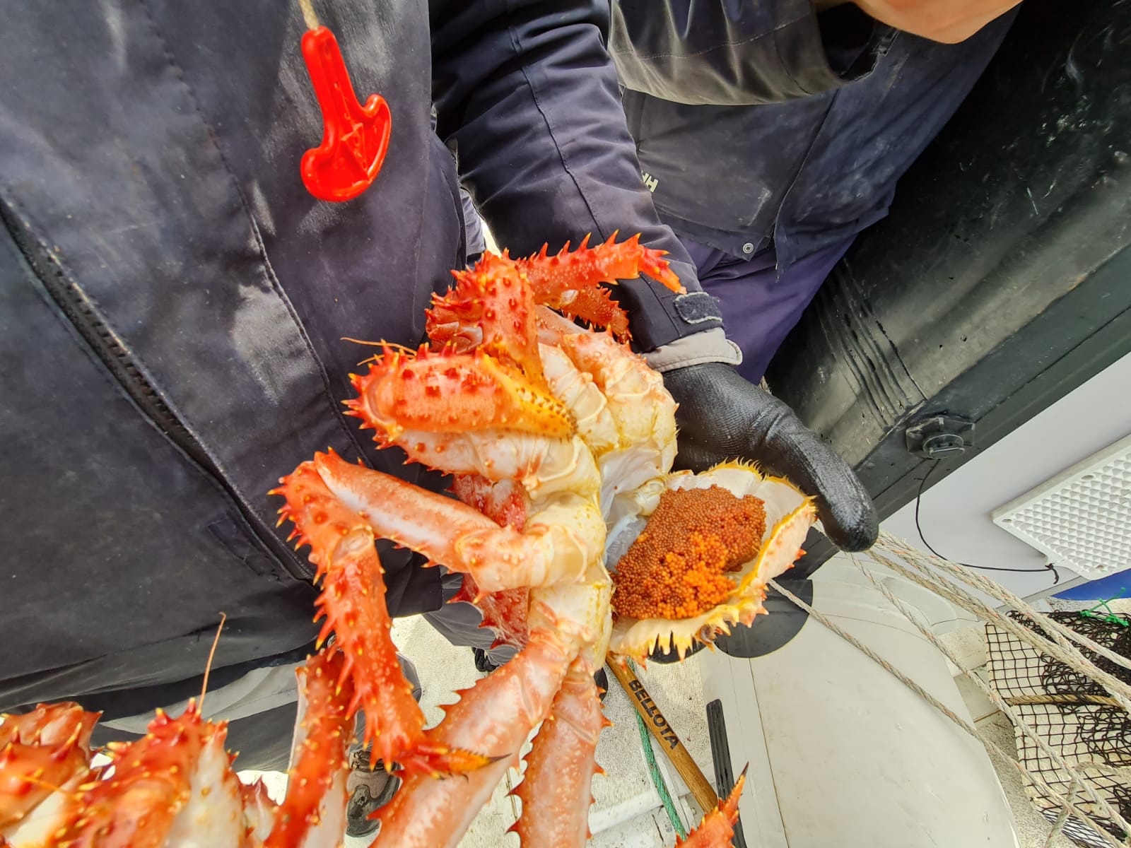 Sernapesca detectó más de 700 centollas en apozamiento ilegal en Seno Otway
