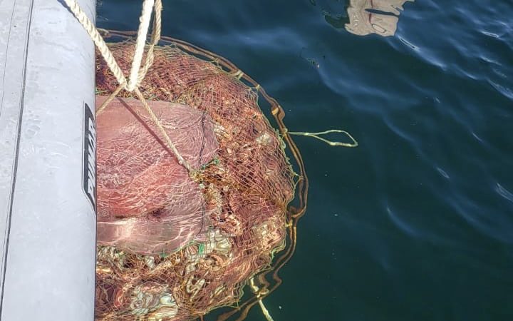 Detectan cientos de centollas apozadas en seno Otway de Magallanes