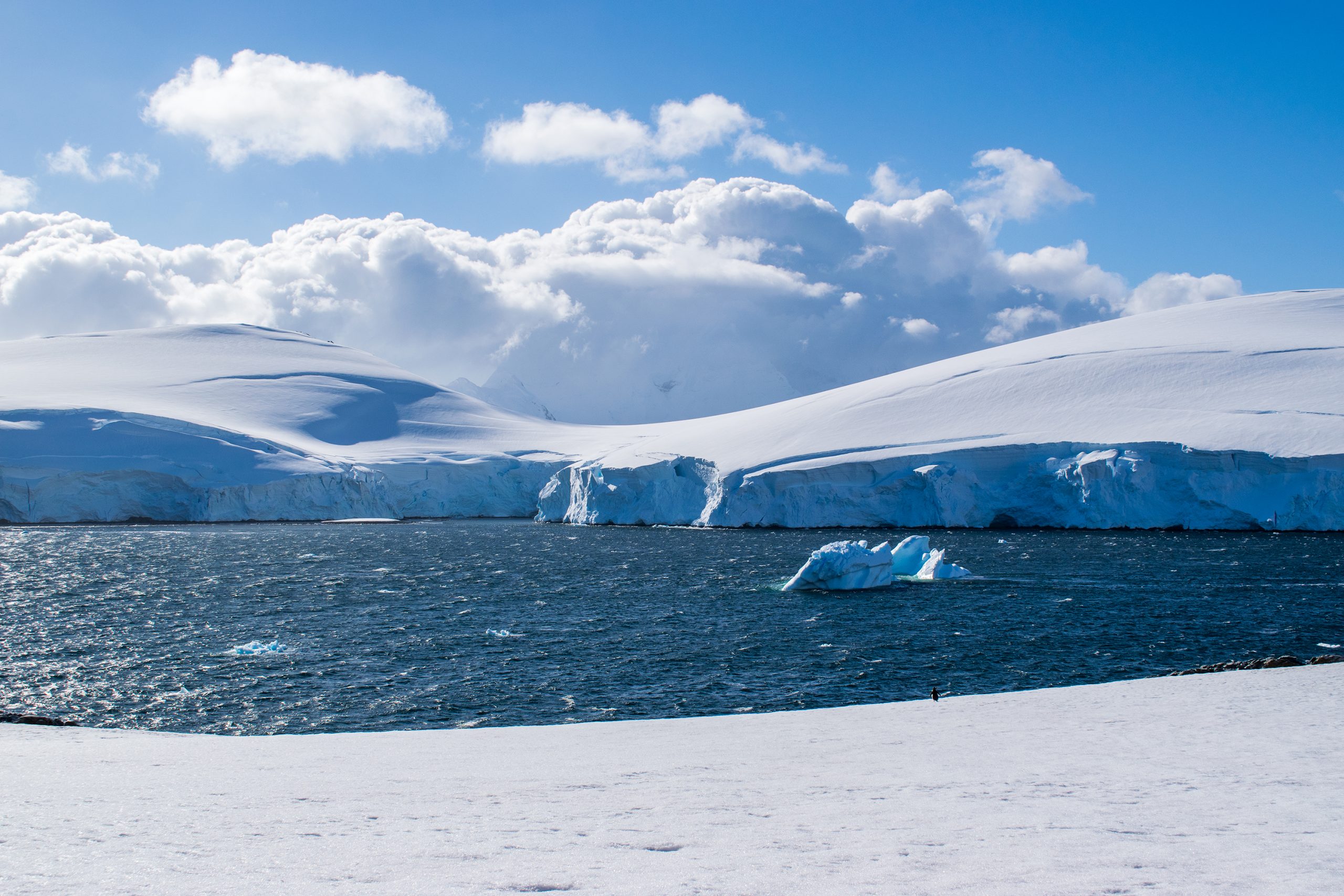 Pequeña lapa se convierte en candidato idóneo para invadir la Antártica