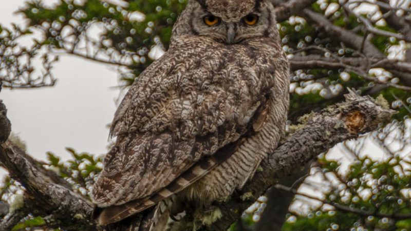 Desde Parque Omora al mundo: Siguen en tiempo real sitio de nidificación de búho en Puerto Williams