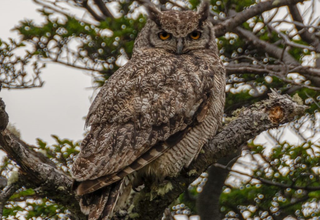 Desde Parque Omora al mundo: Siguen en tiempo real sitio de nidificación de búho en Puerto Williams