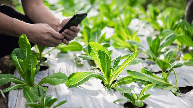 Cuatrocientos pequeños agricultores de la región de Magallanes podrán capacitarse en uso de herramientas online gracias a “Renacer Digital en el Agro”