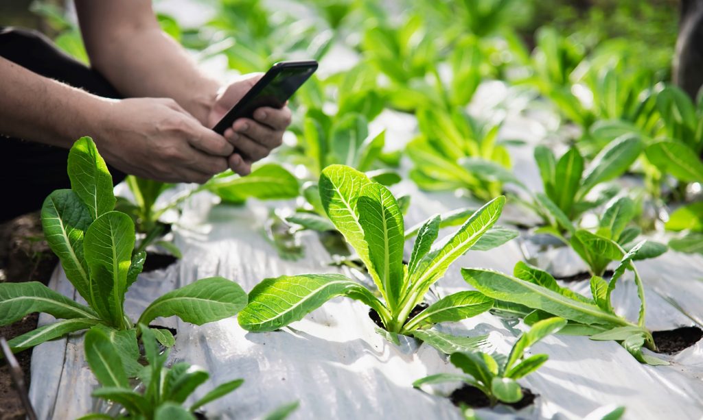 Cuatrocientos pequeños agricultores de la región de Magallanes podrán capacitarse en uso de herramientas online gracias a “Renacer Digital en el Agro”