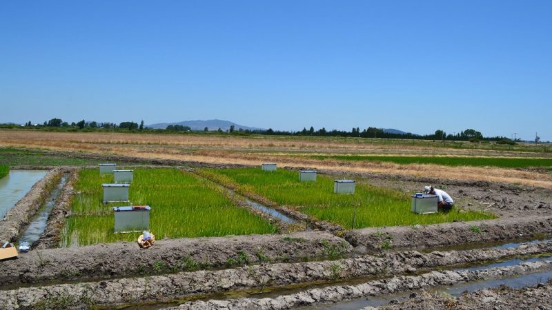 En seminario de COP 26 Investigadora INIA presentó proyecto enfocado a disminuir emisiones de gases de efecto invernadero  en cultivo del arroz
