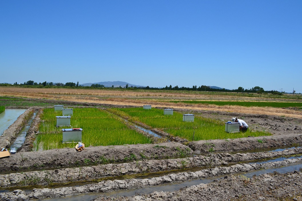 En seminario de COP 26 Investigadora INIA presentó proyecto enfocado a disminuir emisiones de gases de efecto invernadero  en cultivo del arroz
