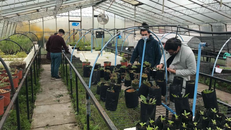 Mejoran cultivo y producción de plantas medicinales usadas por facilitadoras interculturales en Magallanes
