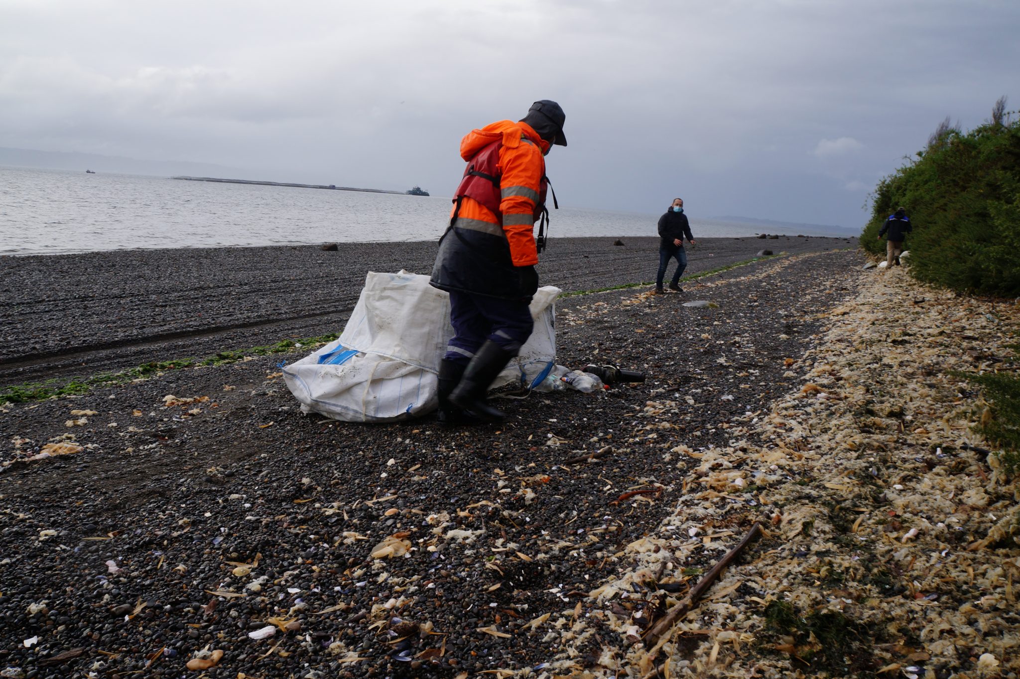 Gremio empresarial Consejo del Salmón expande iniciativa medioambiental de limpieza de playas a la región de Magallanes