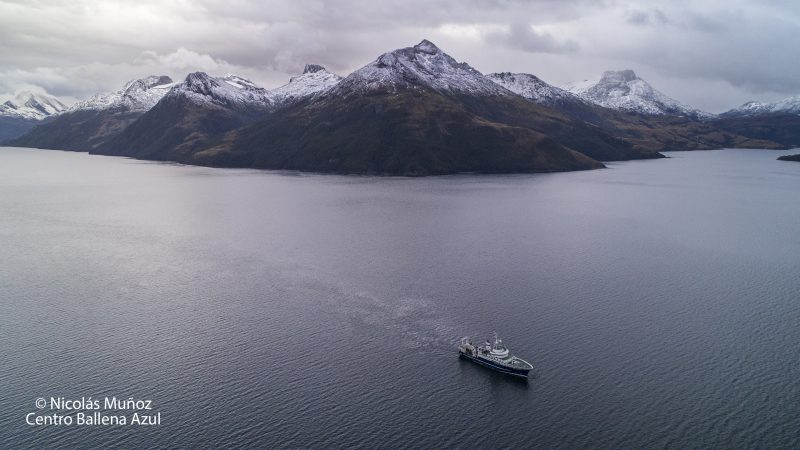 Detectan inusual bloom de microalgas en la Región de Magallanes