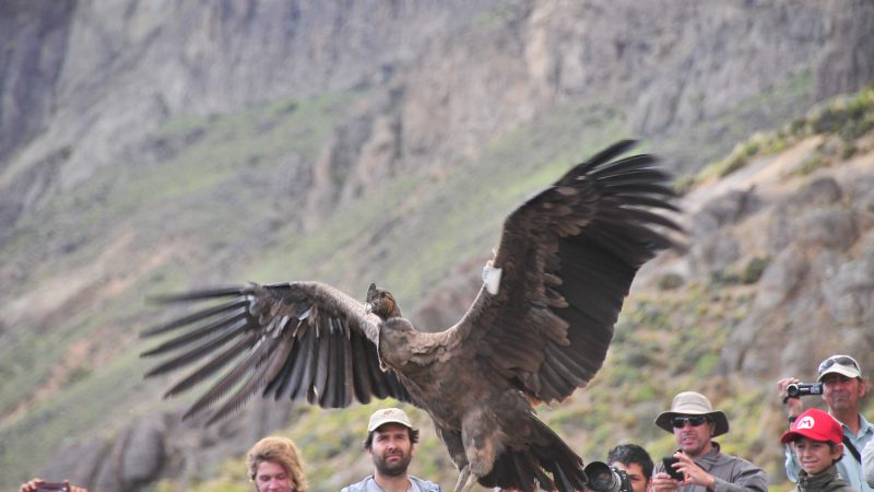 Cóndores rehabilitados serán trasladados a Parque Nacional Patagonia para ser liberados