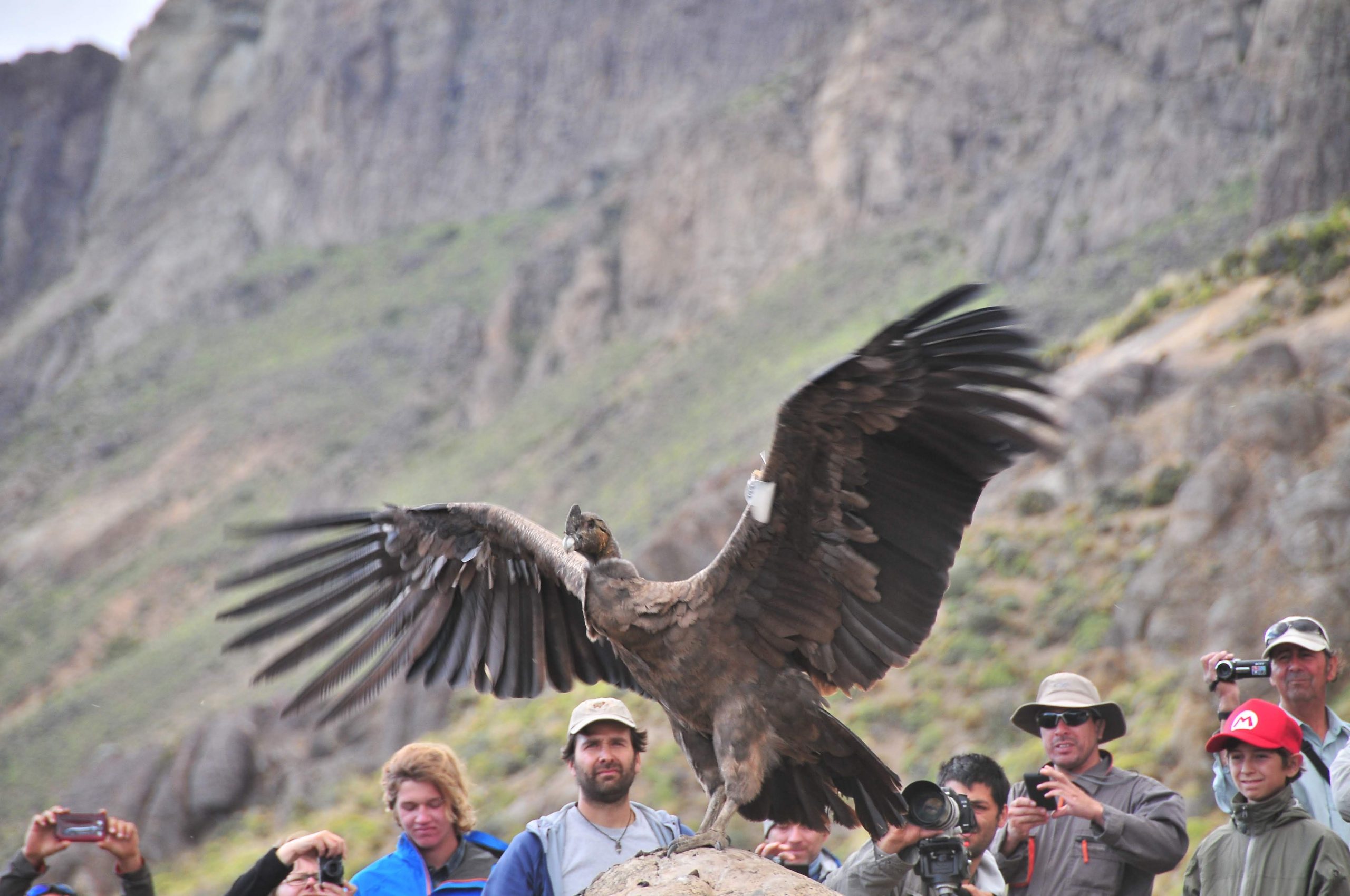 Cóndores rehabilitados serán trasladados a Parque Nacional Patagonia para ser liberados