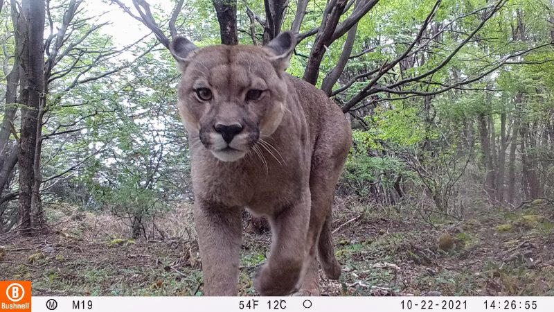 CONAF implementa sistema de cámaras trampa que amplía monitoreo de la fauna nativa en el Parque Nacional Torres del Paine