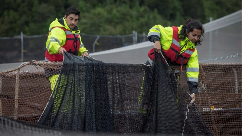 Consejo del Salmón de Chile dará a conocer su primer Informe de Impacto Sostenible