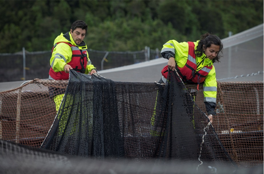 Consejo del Salmón de Chile dará a conocer su primer Informe de Impacto Sostenible