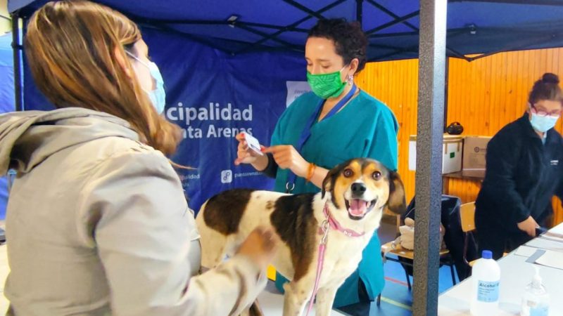Municipio continúa desarrollando operativos veterinarios en diversos puntos de la ciudad