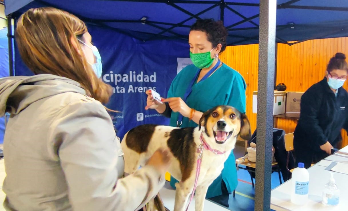 Municipio continúa desarrollando operativos veterinarios en diversos puntos de la ciudad