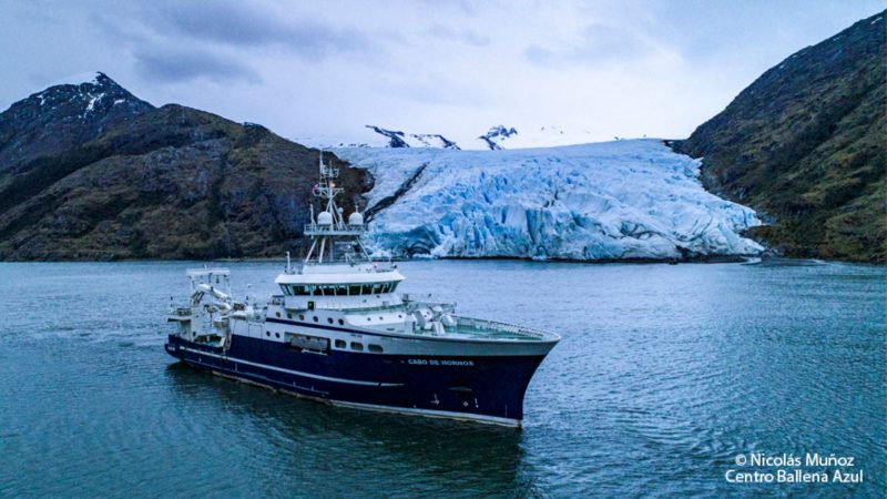 Detectan inusual bloom de microalgas en aguas de la Región de Magallanes