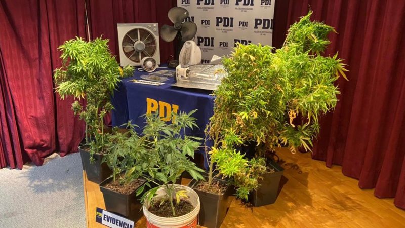 PDI de Puerto Natales halla cultivo indoor en procedimiento por apropiación indebida