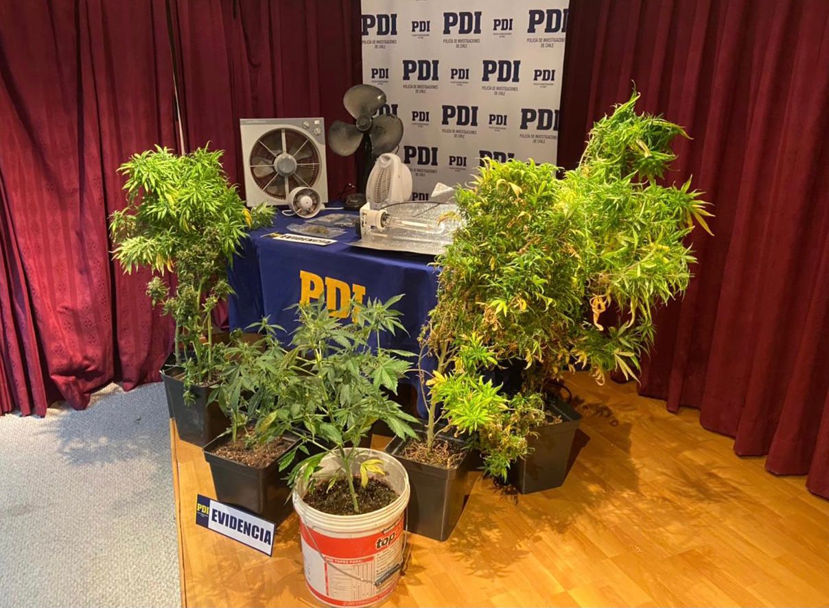 PDI de Puerto Natales halla cultivo indoor en procedimiento por apropiación indebida