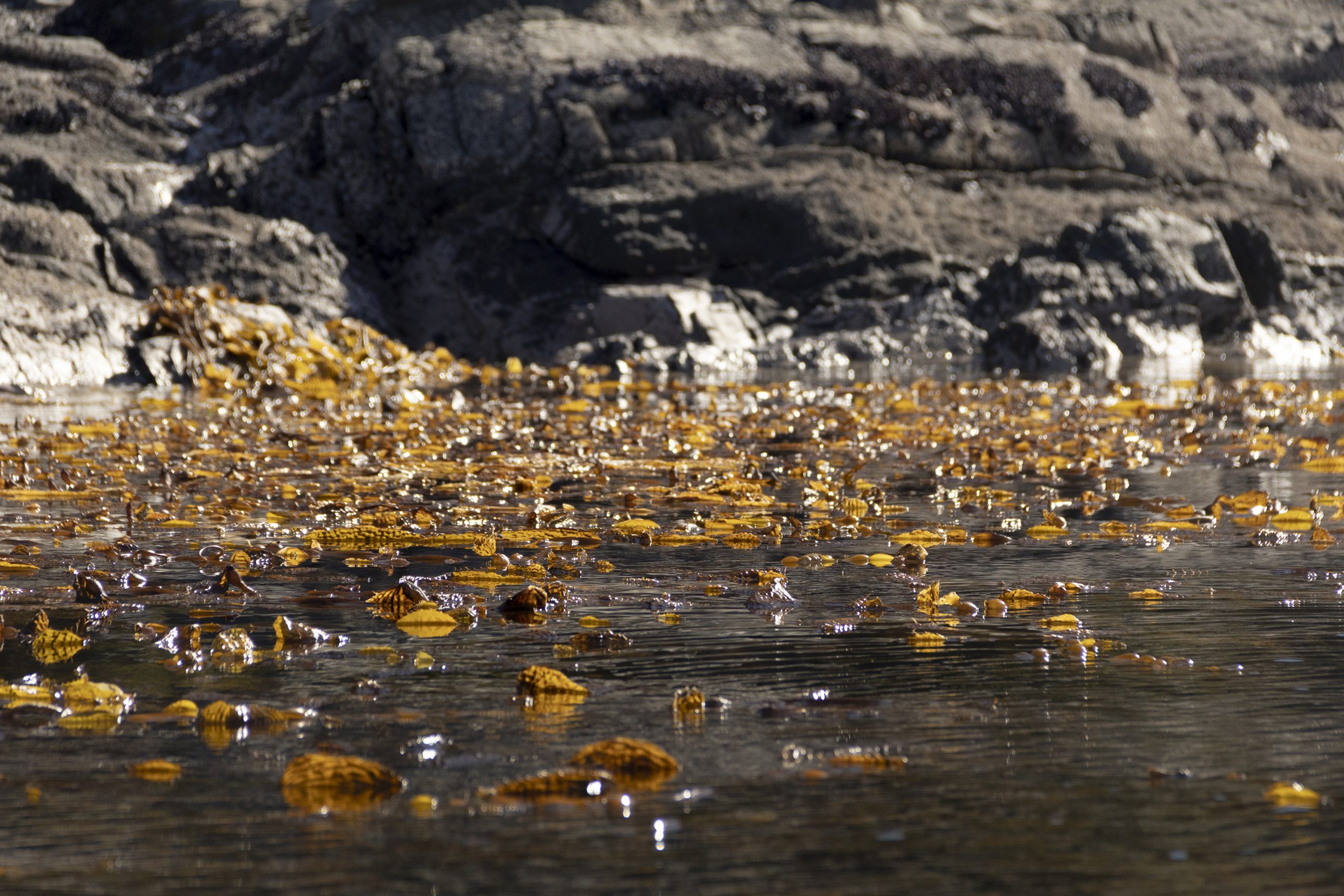 Investigadores utilizan novedoso sistema para el estudio de macroalgas en Magallanes