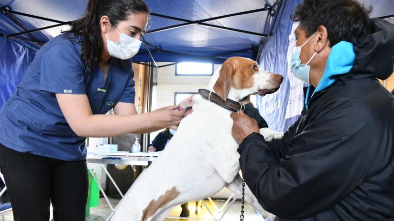 57 operativos veterinarios desarrolló la Municipalidad de Punta Arenas durante el 2021