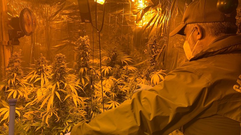 Sección O.S.7 Punta Arenas detiene Sociólogo por el delito de tráfico de drogas y cultivo de plantas de cannabis.