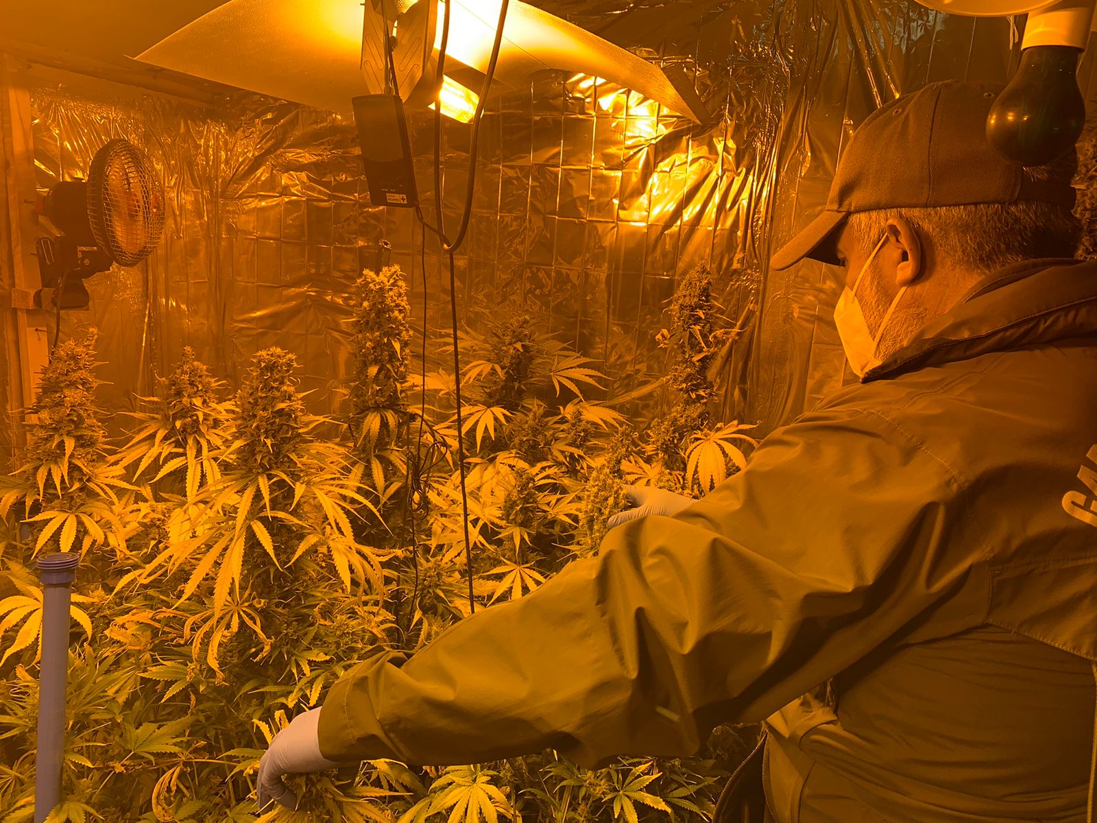 Sección O.S.7 Punta Arenas detiene Sociólogo por el delito de tráfico de drogas y cultivo de plantas de cannabis.