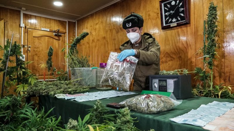 Corte de Apelaciones de Punta Arenas ratificó arresto domiciliario total para Sociólogo acusado de cultivar 38 plantas de marihuana
