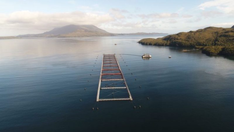 Consejo del Salmón informa que exportaciones de salmón aumentaron en un 18,2% en 2021