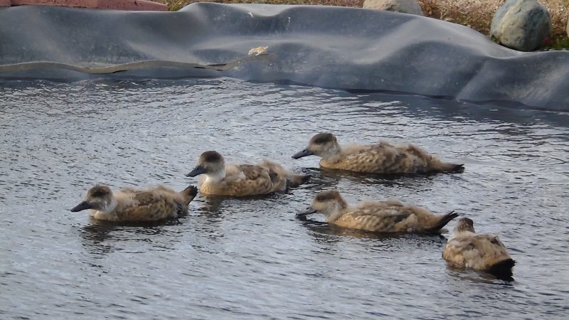 SAG llama a realizar Declaración Semestral de Fauna Silvestre del segundo semestre de 2021