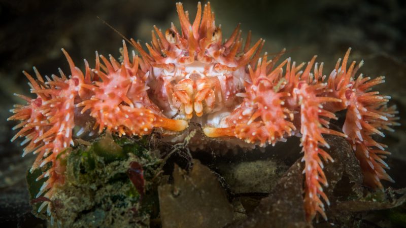 Científicos del Centro IDEAL confirman comportamiento «caníbal» de centollas en la naturaleza