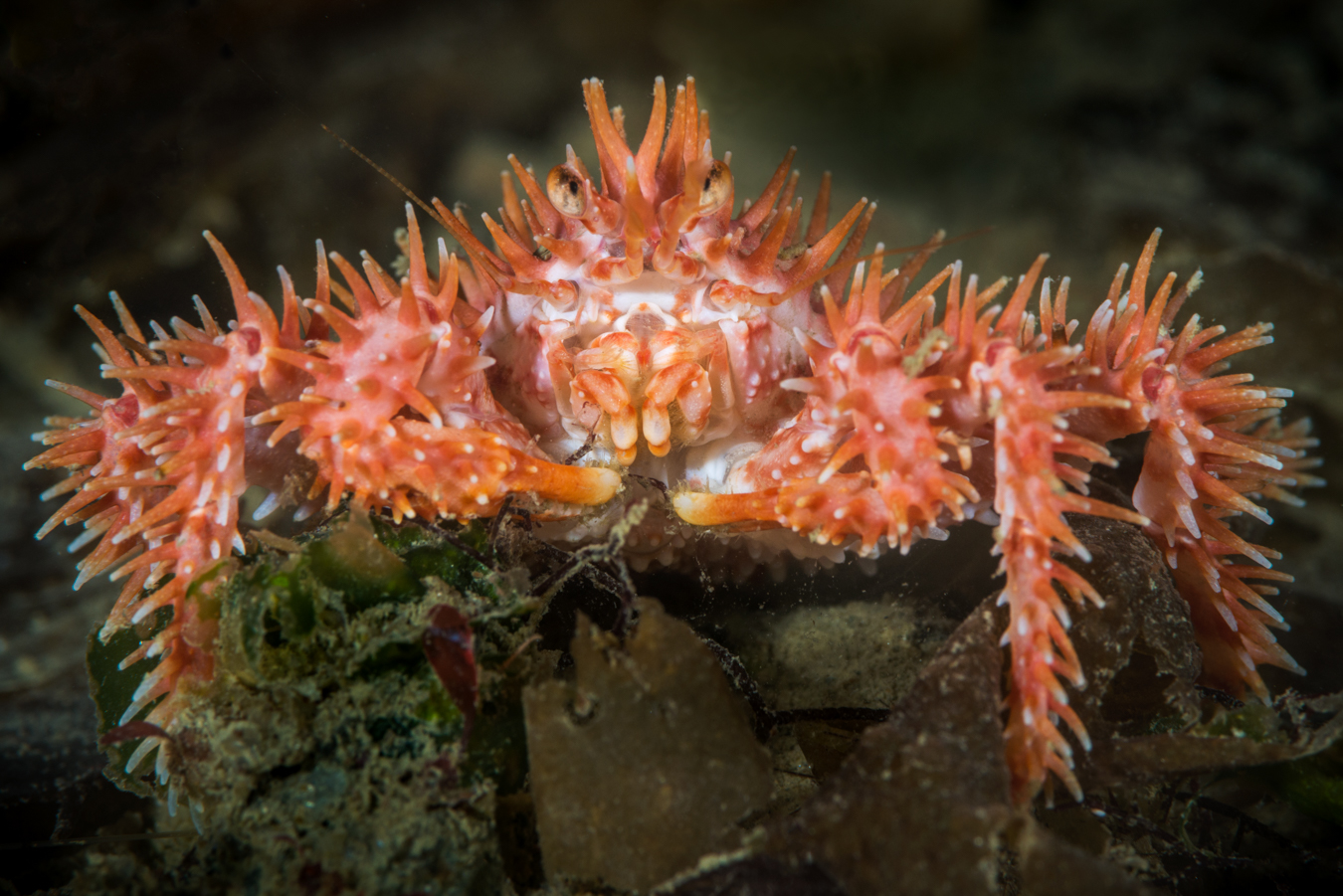 Científicos del Centro IDEAL confirman comportamiento «caníbal» de centollas en la naturaleza