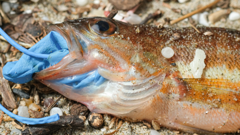 La contaminación de plásticos en los océanos se cuadruplicará en 2050, según informe de WWF