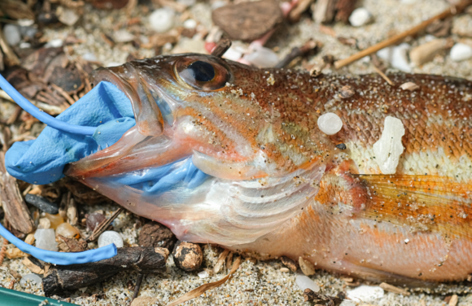 La contaminación de plásticos en los océanos se cuadruplicará en 2050, según informe de WWF