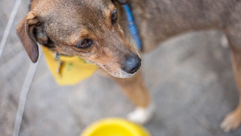 Zona Franca de Punta Arenas tendrá jornada de adopción de mascotas este fin de semana