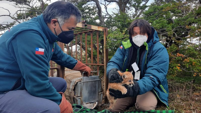 Cachorro puma se encuentra al cuidado del SAG tras infructuosa búsqueda de su madre en el sector del aeropuerto Presidente Ibáñez en Punta Arenas