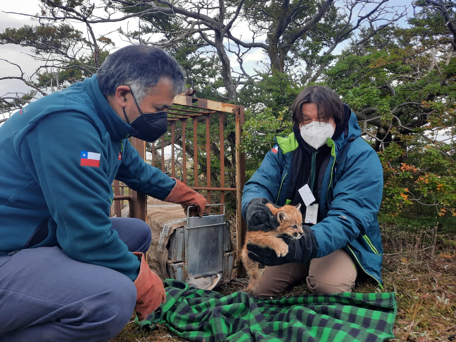 Cachorro puma se encuentra al cuidado del SAG tras infructuosa búsqueda de su madre en el sector del aeropuerto Presidente Ibáñez en Punta Arenas
