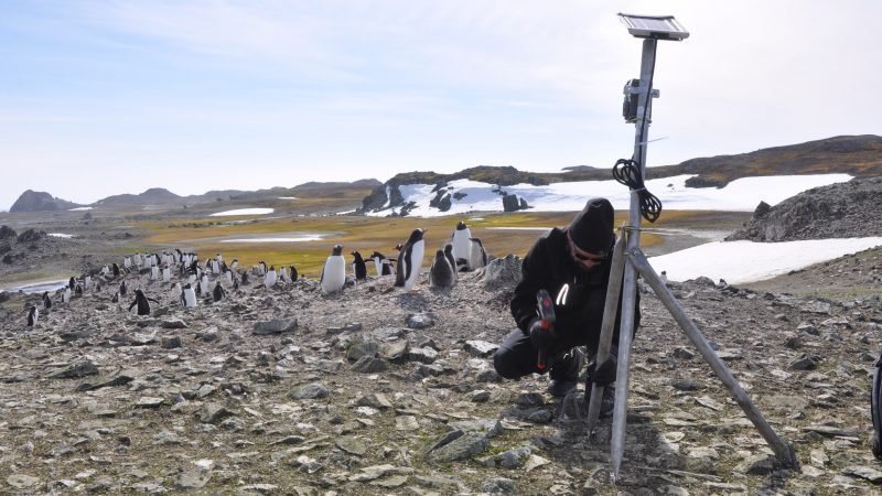 Investigación e innovación magallánica para la conservación de la vida silvestre de Antártica