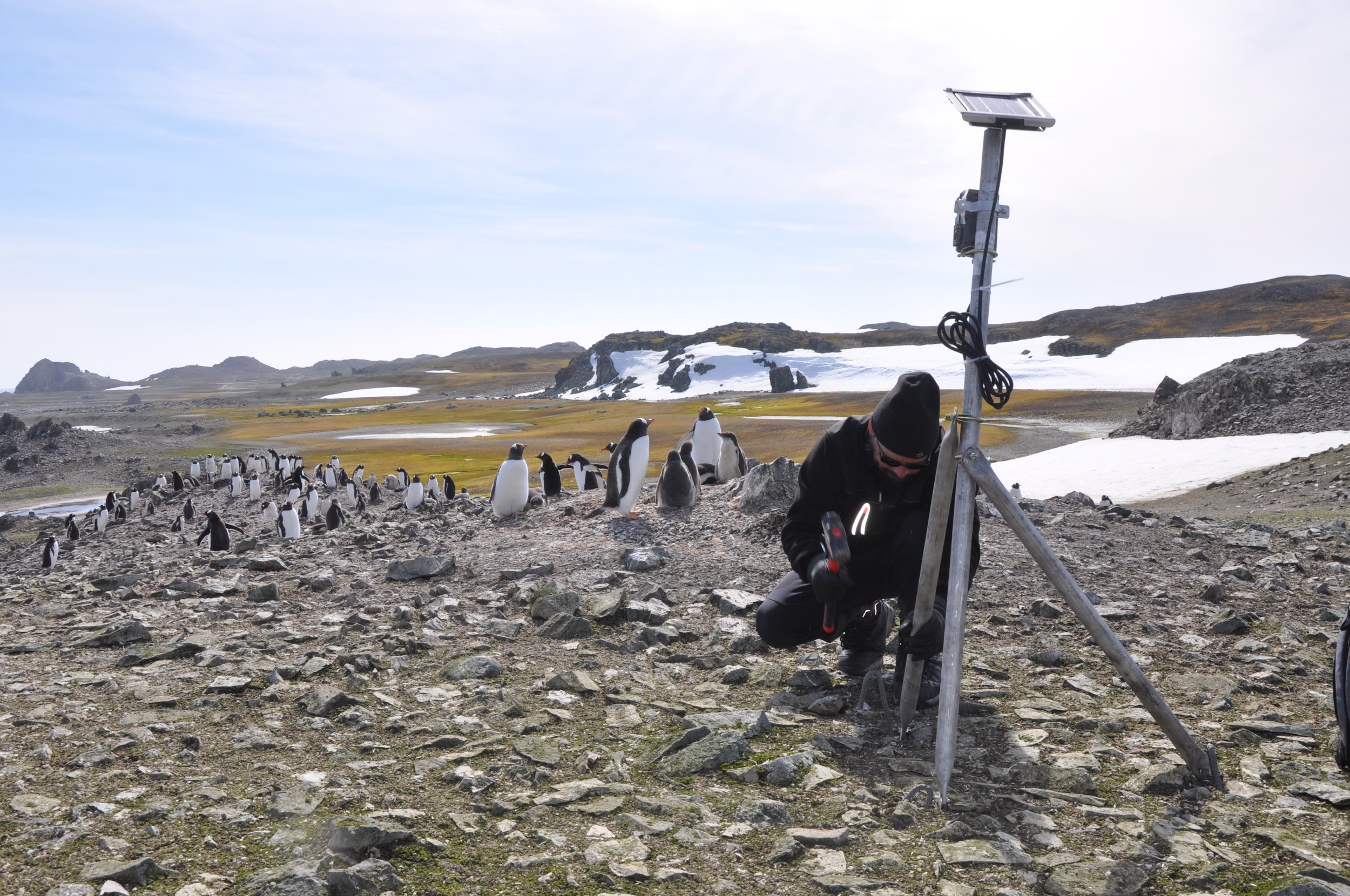 Investigación e innovación magallánica para la conservación de la vida silvestre de Antártica