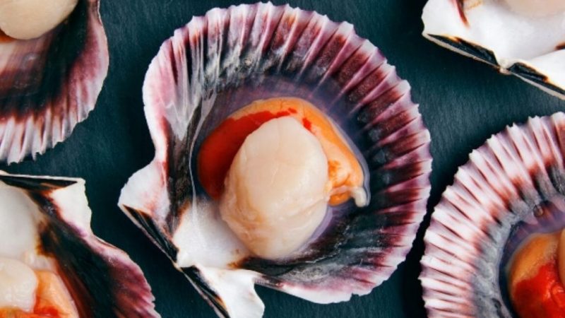 Este sábado se inicia la extracción de Ostión del Sur y Patagónico en la región de Magallanes