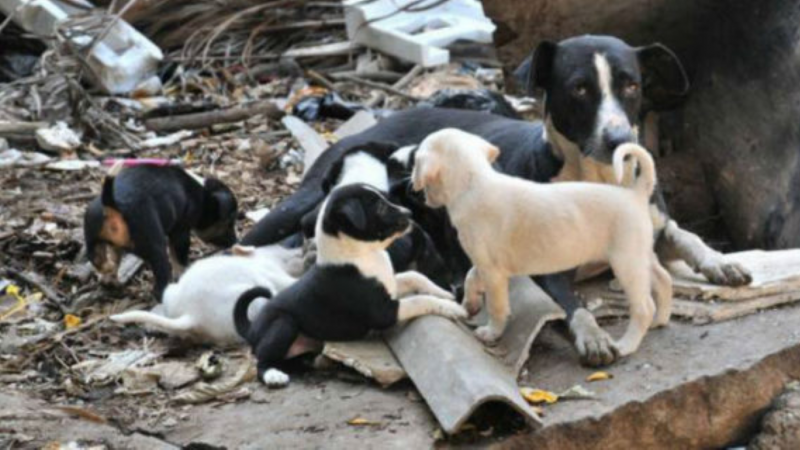 En el Día Mundial de la Esterilización Animal, el Colegio Veterinario de Chile (Colmevet), hace un llamado a la población