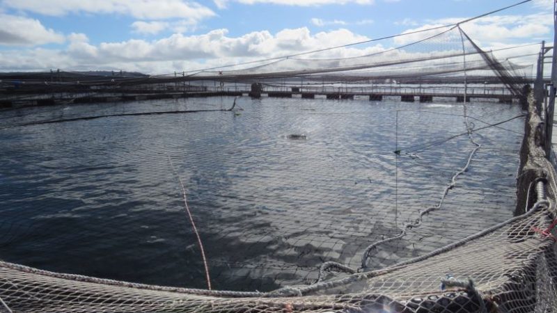 Gremios empresariales de salmoneros y mitilicultores se reúnen con el nuevo Subsecretario de Pesca y Acuicultura