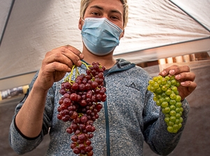 La primera gran producción de uvas “made in Magallanes” estará a la venta en Mercado Campesino