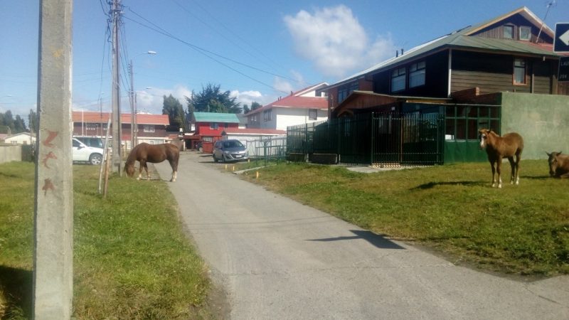 SAG Magallanes explica competencias institucionales frente a presencia de animales en la vía pública.