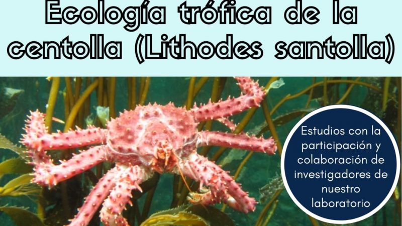 Estudio demostró vulnerabilidad de la centolla ante los potenciales cambios en el medio marino y la relevancia que el huiro tiene para su desarrollo
