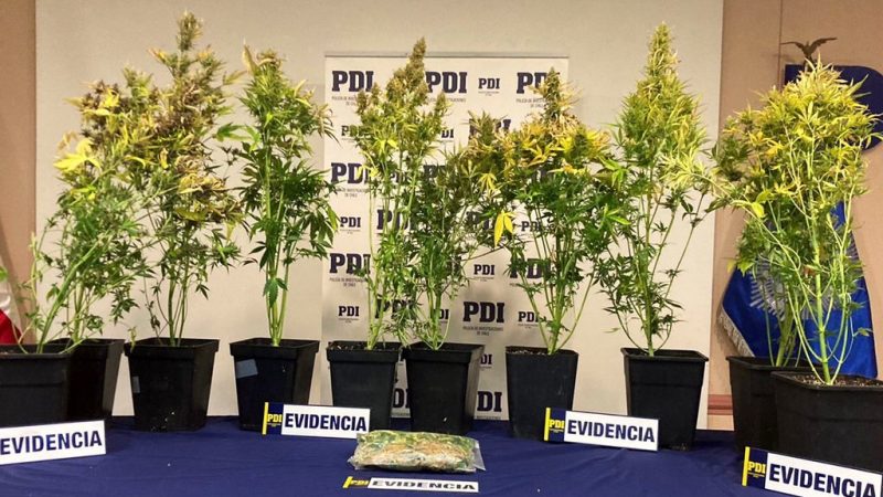 PDI incauta en dos viviendas de Punta Arenas 30 plantas de cannabis y más de 3,5 millones de pesos en cannabis a granel